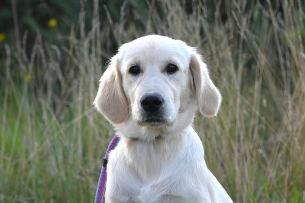 Was sollte man bei der Pflege √§lterer Katzen beachten?
