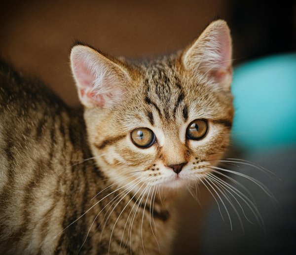 Welche natürlichen Mechanismen helfen Tieren beim Überleben anderer Arten?