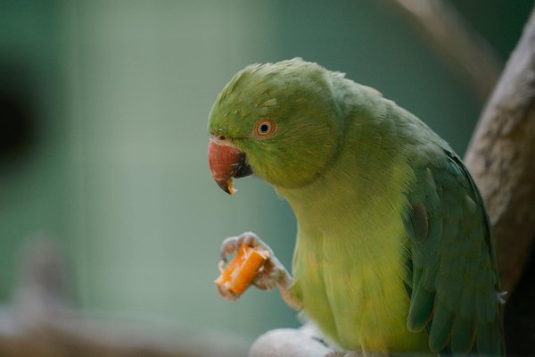 Welche Beispiele gibt es für außergewöhnliche Tierpartnerschaften?